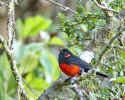 Scarlet-beillied Mountain-Tanager