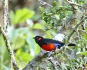 Scarlet-beillied Mountain-Tanager
