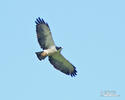 Short-tailed Hawk