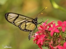 Spotted Glasswing