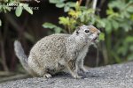 Uinta Ground Squirrel