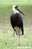 White-necked Stork