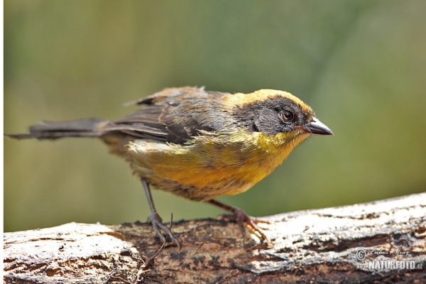 Tricolored Brush-Finch (Altapetes trocolor)