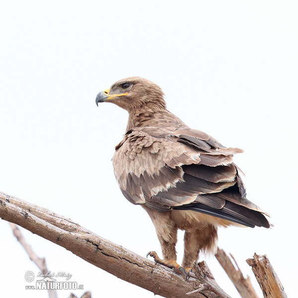 Wahlberg´s Eagle (Hieraaetus wahlbergi)