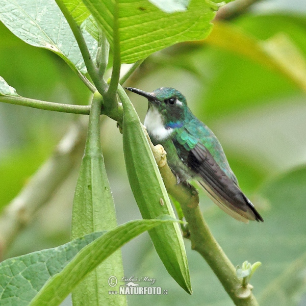 Wedge-billed Hummingbird (Schistes geoffroyi)