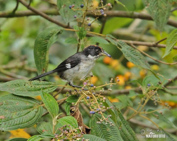 White-winged Brusch-Finch (Atlapetes leucopterus)