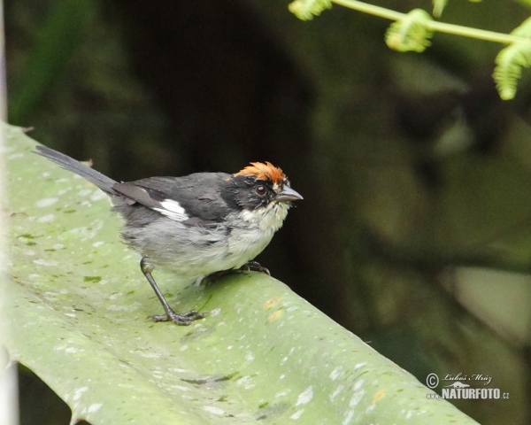 White-winged Brusch-Finch (Atlapetes leucopterus)