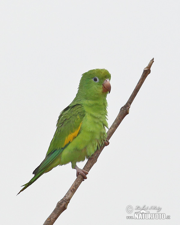 Yellow-chevroned Parakeet (Brotogeris chiriri)