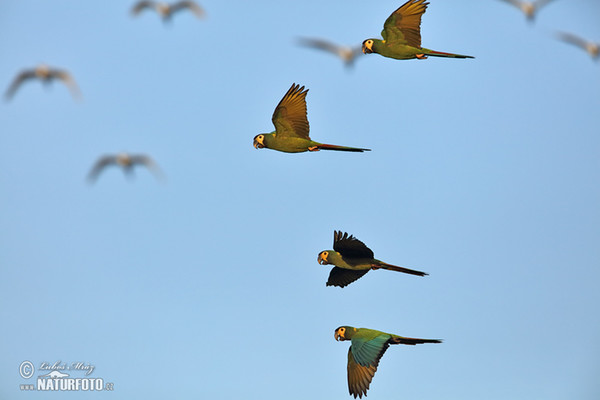 Yellow-collared Macaw (Primolius auricollis)