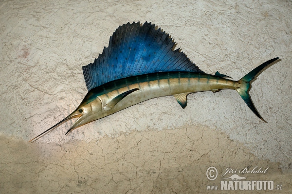 Atlantic Sailfish (Istiophorus platypterus)