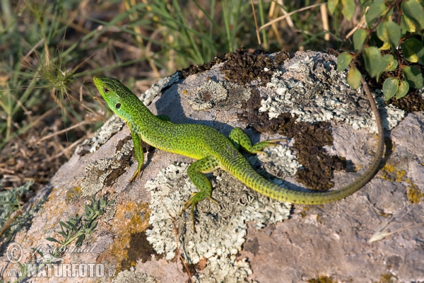 Balkan Green Lizard (Lacerta trilineata)
