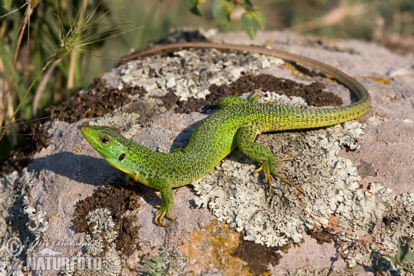 Balkan Green Lizard (Lacerta trilineata)
