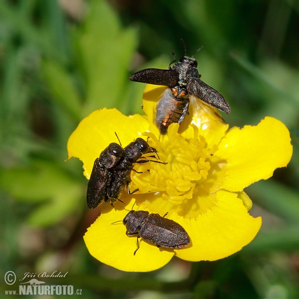 Beetle (Anthaxia quadripunctata)