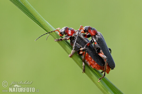 Beetle - Cantharis fusca (Cantharis fusca)