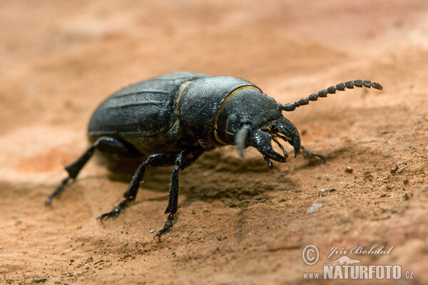 Black Longicorn Beetle (Spondylis buprestoides)