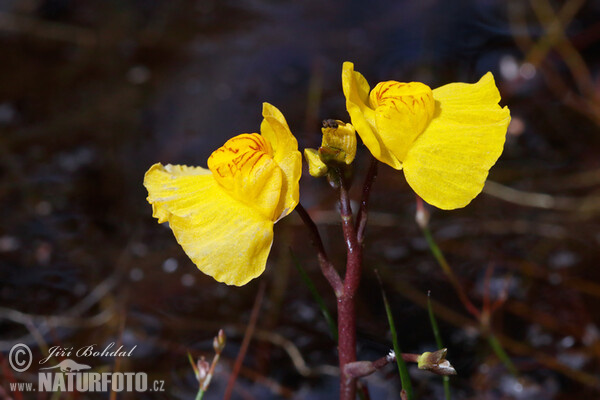 Bladderwort (Utricularia australis)