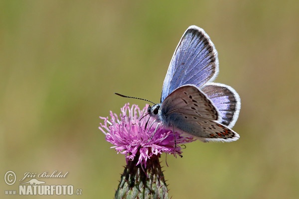 Blue Butterfly (Polyommatus sp.)