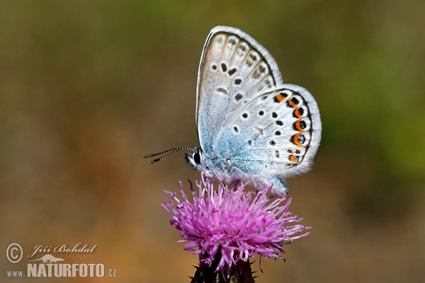 Blue Butterfly (Polyommatus sp.)