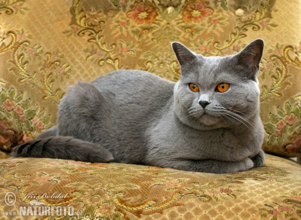 British Blue Cat (Felis britannica)