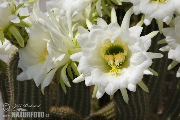 Cactus (Echinopsis sp.)