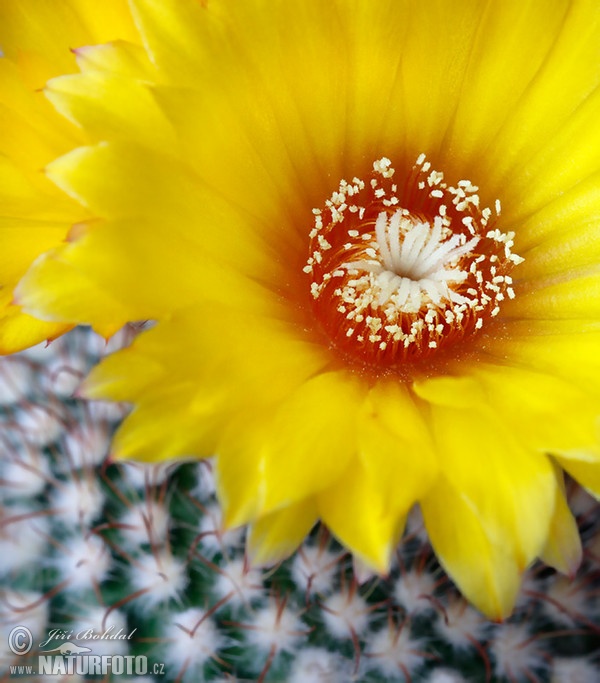 Cactus (Parodia aureispina)