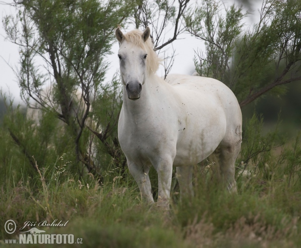 Camargue Horse (Equus ferus caballus)
