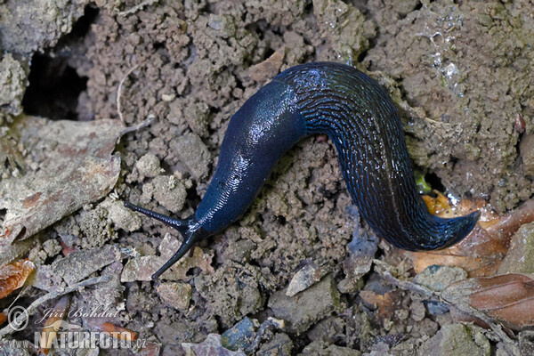 Carpathian Blue Slug (Bielzia coerulans)