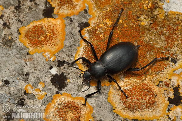 Cellar Beetle (Blaps sp.)