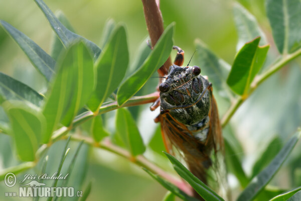 Cicada (Cicadetta sp.)