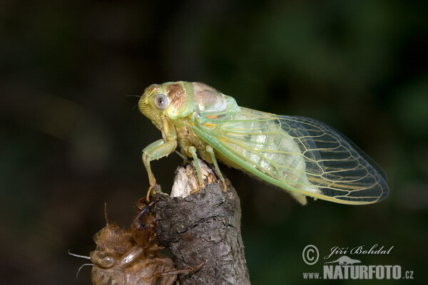 Cicada (Tibicina haematodes)