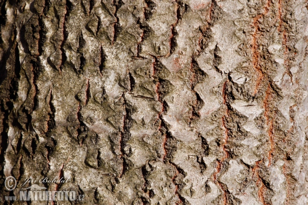 Common Aspen (Populus tremula)