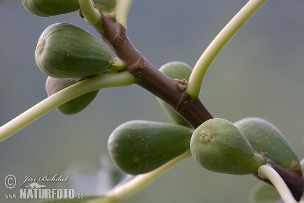 Common Fig (Ficus carica)