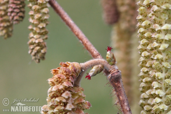Common Hazel (Corylus avellana)