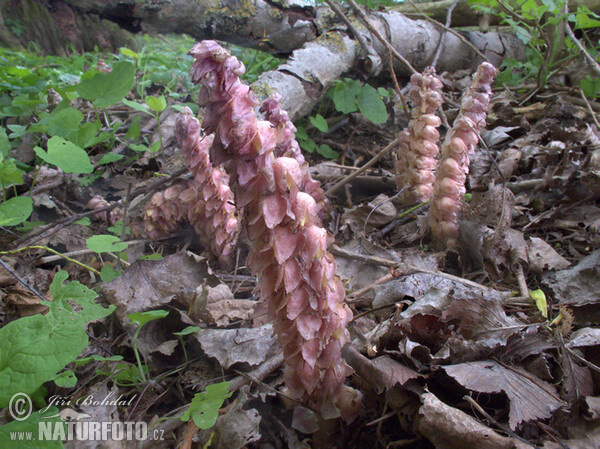 Common Toothwort (Lathraea squamaria)
