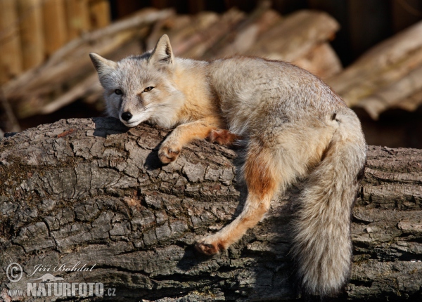 Corsac Fox (Vulpes corsac)