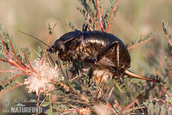 Cricket (Bradyporus dasypus)