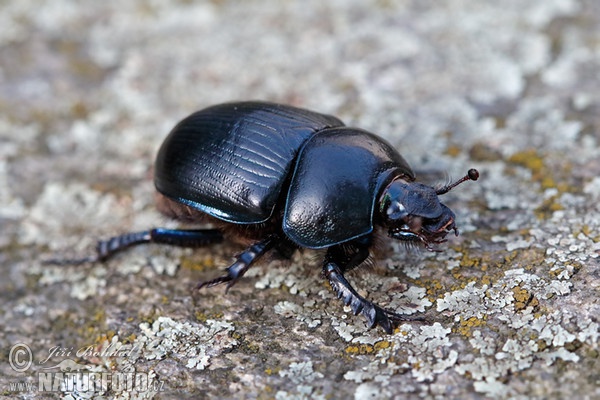 Dung Beetle (Anoplotrupes stercorosus)
