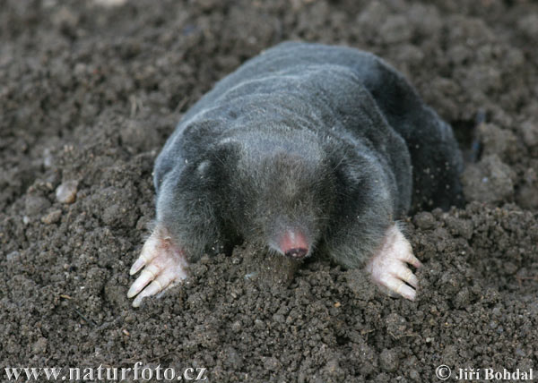 european-mole-22725.jpg