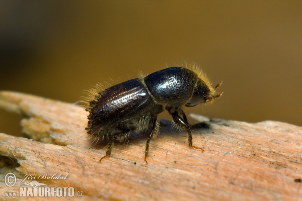 European Spruce Bark Beetle (Ips typographus)