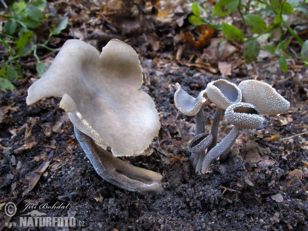 Felt Saddle Mushroom (Helvella macropus)