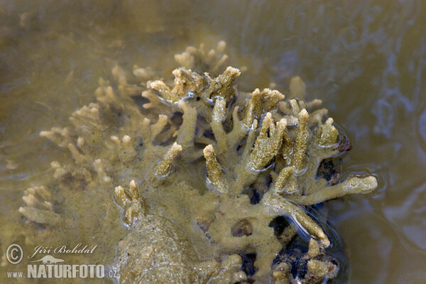 Fresh-water Sponge (Ephydatia fluviatilis)