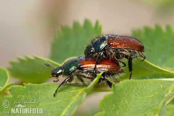 Garden Foliage Beetle (Phyllopertha horticola)