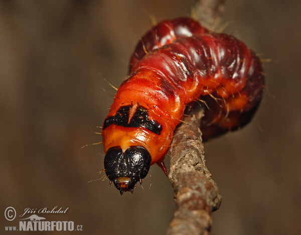 Goat Moth - Catterpillar (Cossus cossus)