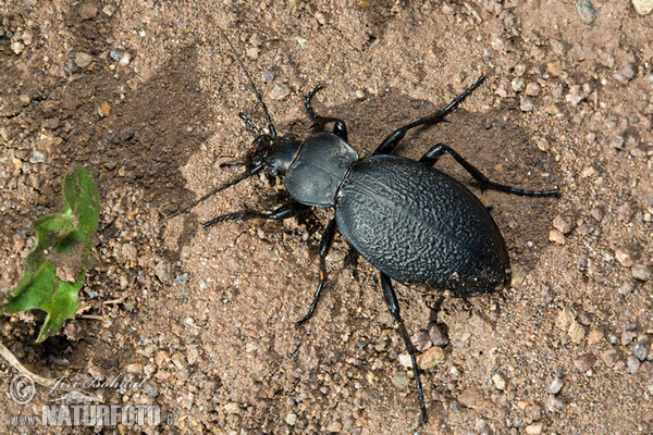 Ground Beetle (Carabus coriacerus)