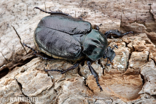 Hermit Beetle (Osmoderma barnabita)