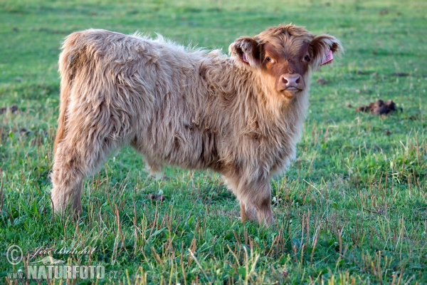 Highland Cattle (Bos primigenius f. taurus)