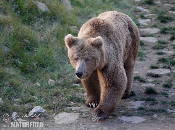 Himalayan Brown Bear (Ursus arctos isabellinus)