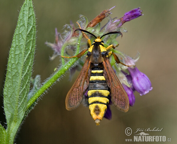 Hornet Moth (Sesia apiformis)