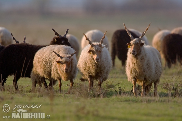 Hungarian Screw-horned Sheep (Ovis orientalis aries)