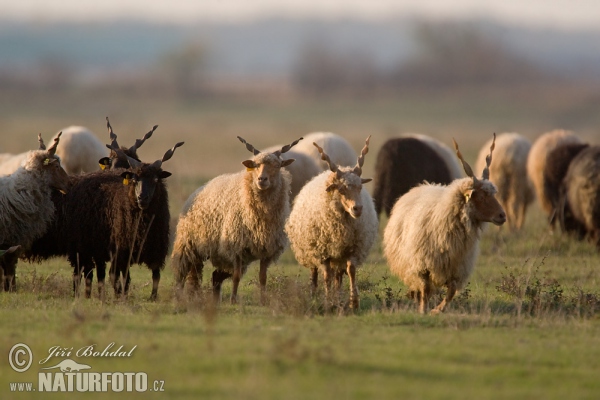 Hungarian Screw-horned Sheep (Ovis orientalis aries)